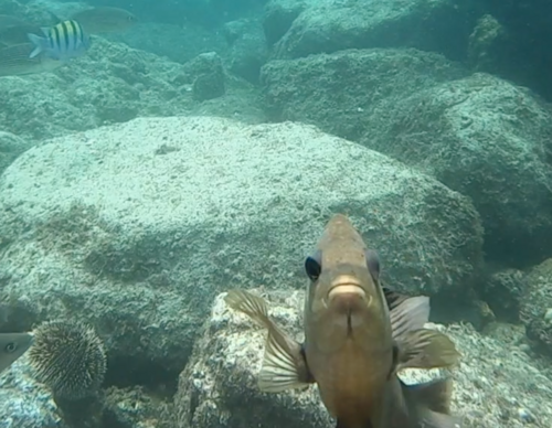 Cortez damselfish (Stegastes rectifraenum) — Pomacentridae — 4