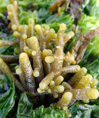 Splachnidium rugosum