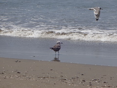 Leucophaeus modestus