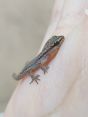 Borelli's Marked Gecko photo 2