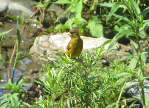 Chinese groenling (Chloris sinica)