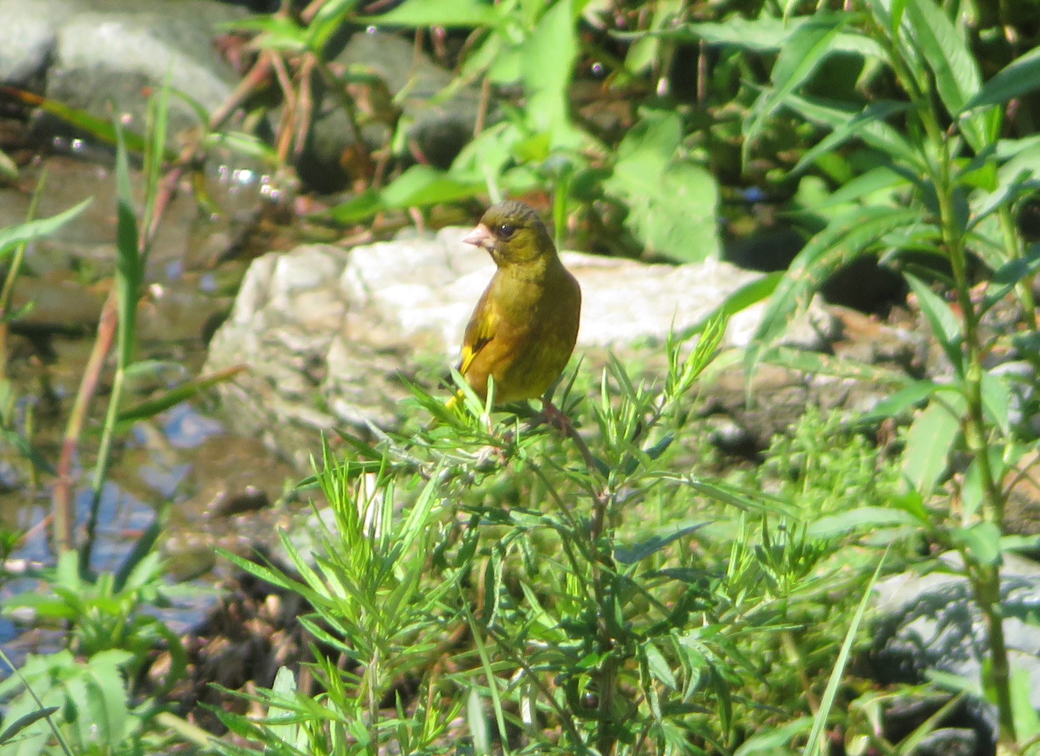 Oriental Greenfinch illustration