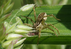 Dolomedes dondalei