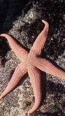Stichaster striatus