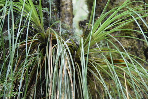 Image of Fascicularia bicolor by (c) Loren Cassin Sackett, some rights reserved (CC BY)