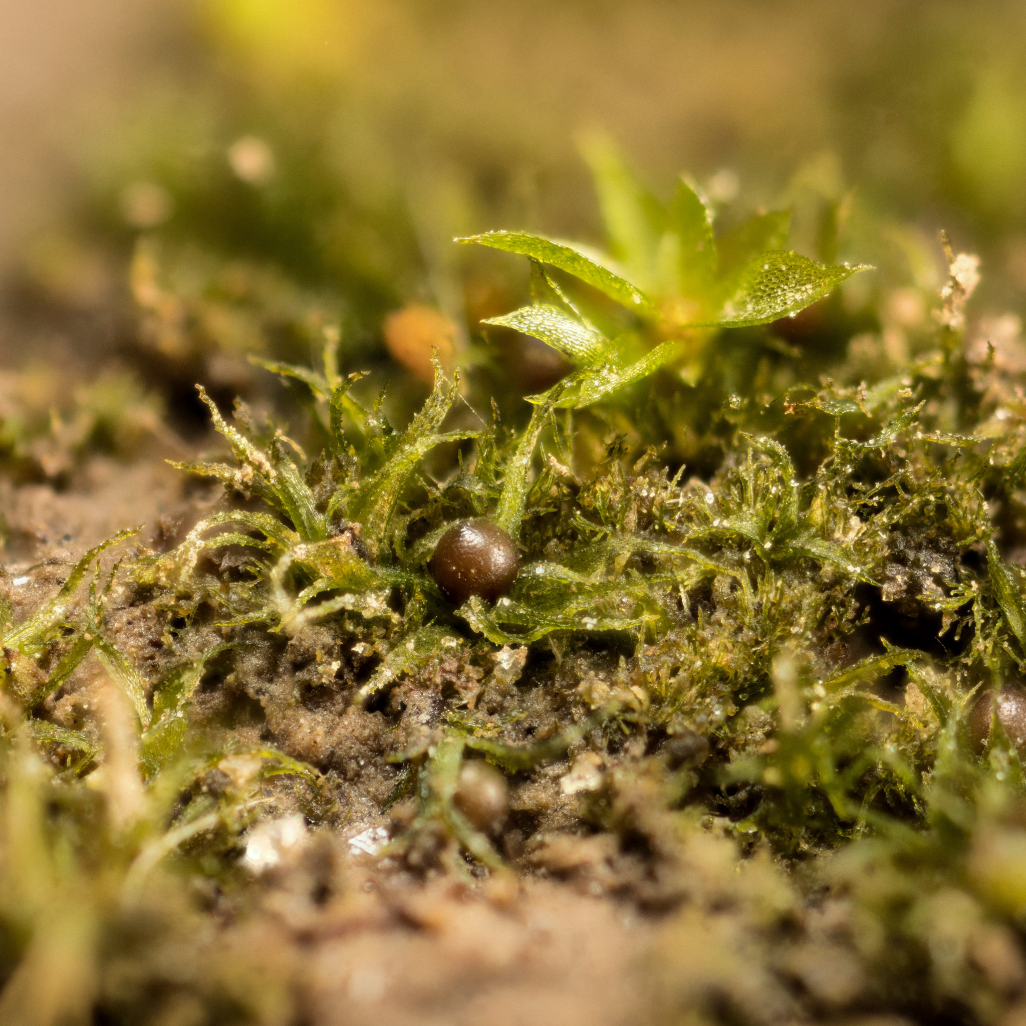 Ephemerum spinulosum