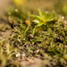 Ephemerum spinulosum - Photo (c) klips, algunos derechos reservados (CC BY-NC)