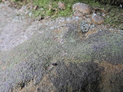 Lendemeriella reptans