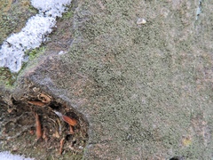 Lendemeriella reptans