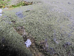 Lendemeriella reptans