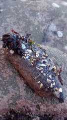 Athyonidium chilensis