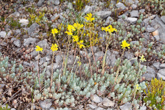 Petrosedum erectum