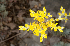 Petrosedum erectum