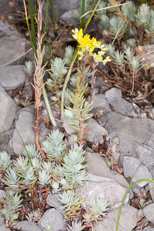 Petrosedum erectum
