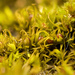 Weissia muehlenbergiana - Photo (c) klips,  זכויות יוצרים חלקיות (CC BY-NC)