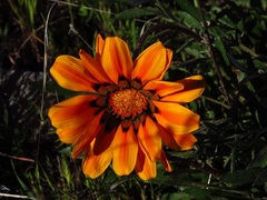 Gazania linearis