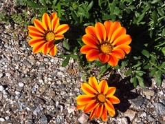 Gazania linearis