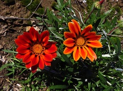 Gazania linearis