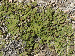 Selaginella hansenii