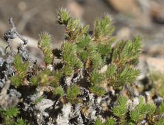 Selaginella hansenii
