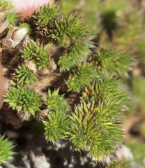 Selaginella hansenii