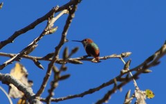 Selasphorus sasin sedentarius