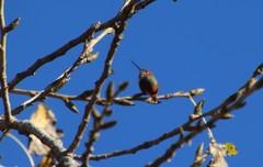 Selasphorus sasin sedentarius