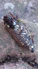 Athyonidium chilensis