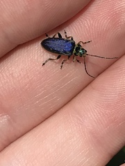 Trirhabda flavolimbata