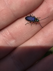 Trirhabda flavolimbata