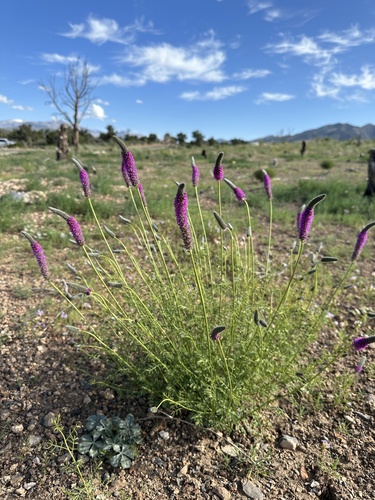 Searls' prairie clover (Dalea searlsiae)