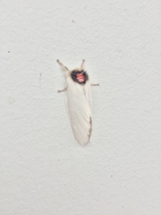 Trichiocercus mesomelas