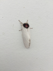 Trichiocercus mesomelas