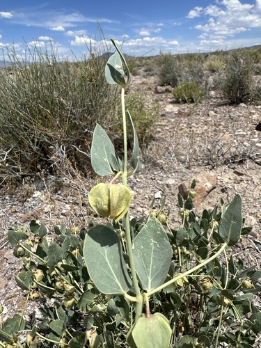 Image of Mirabilis pudica by (c) Matt Berger, some rights reserved (CC BY)