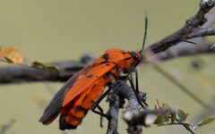 Oncopeltus varicolor