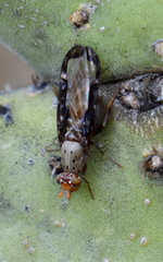 Diacrita costalis