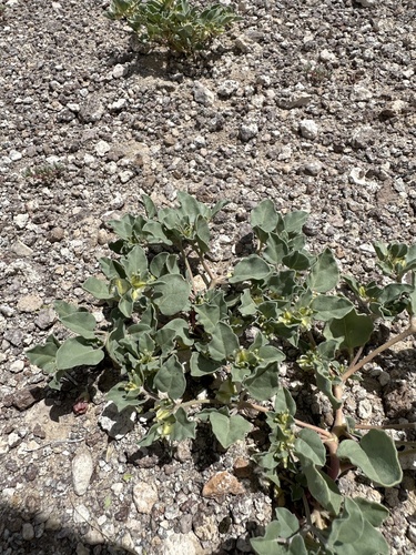Image of Acleisanthes nevadensis by (c) Matt Berger, some rights reserved (CC BY)