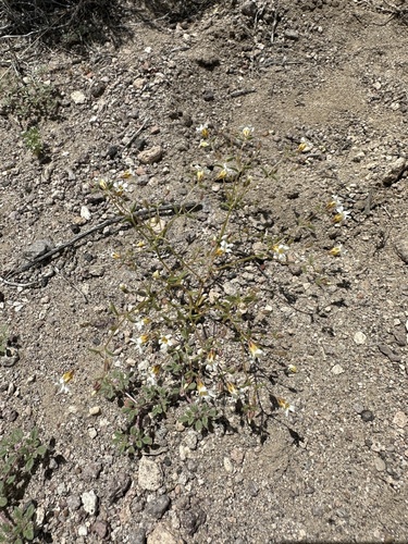 Image of Linanthus campanulatus by (c) Matt Berger, some rights reserved (CC BY)