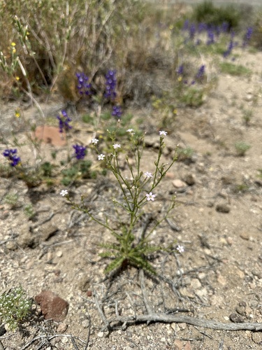 Image of Aliciella hutchinsifolia by (c) Matt Berger, some rights reserved (CC BY)