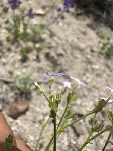 Image of Aliciella hutchinsifolia by (c) Matt Berger, some rights reserved (CC BY)