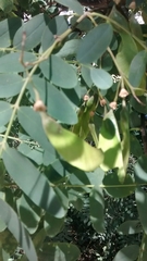 Tipuana tipu