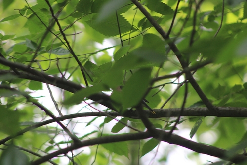 Cedar Waxwing photographed in Indiana