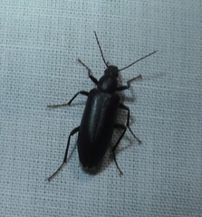 Eupsophulus castaneus