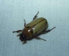 Cyclocephala longula