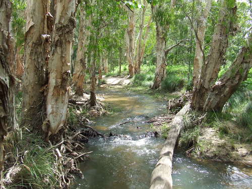 Melaleuca leucadendra