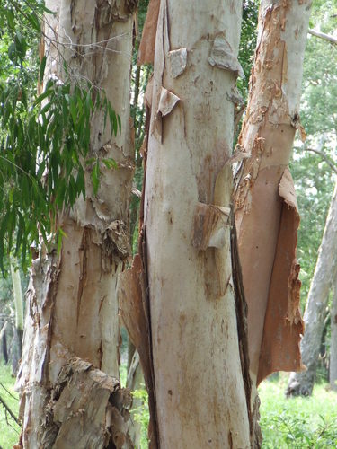 Melaleuca leucadendra