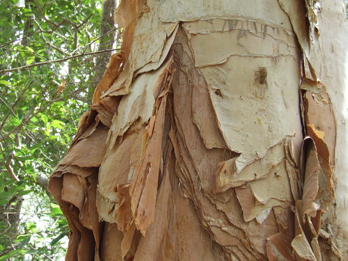 Melaleuca leucadendra