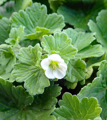 Geranium traversii