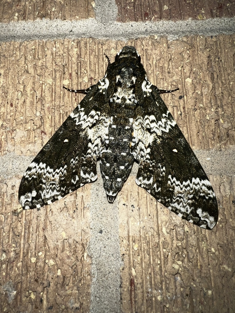 Rustic Sphinx from Texas Lutheran University, Seguin, TX, US on June 7 ...