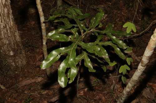 Stenocarpus sinuatus